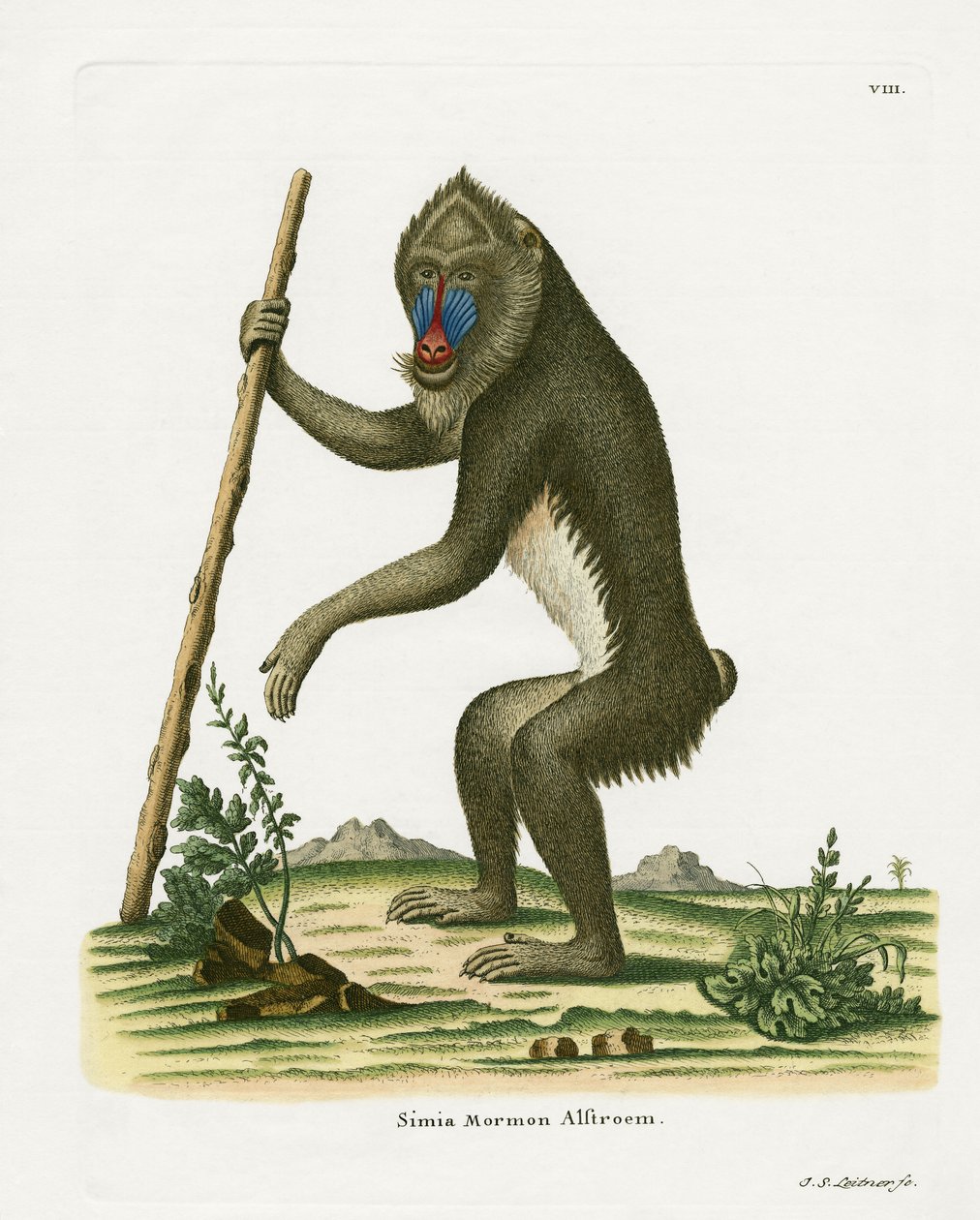 Mandrill (farvet gravering) af German School