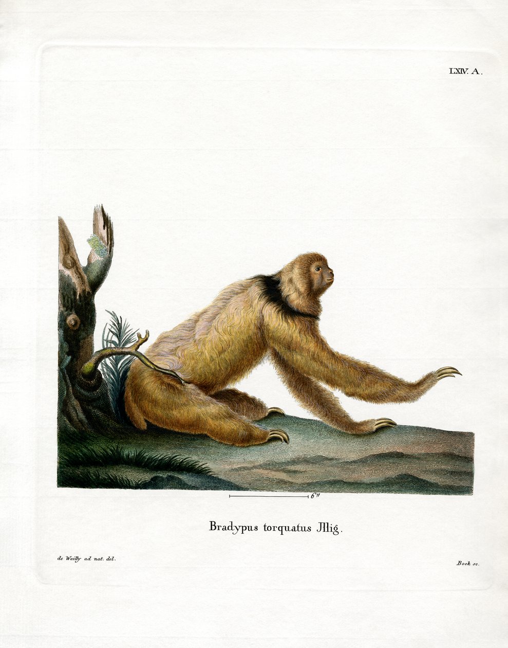Maned Sloth (farvet gravering) af German School