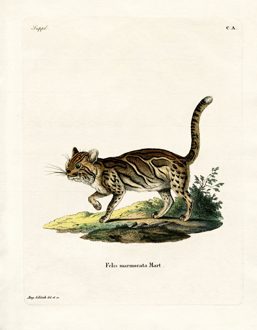 Marmoreret kat (farvet gravering) af German School