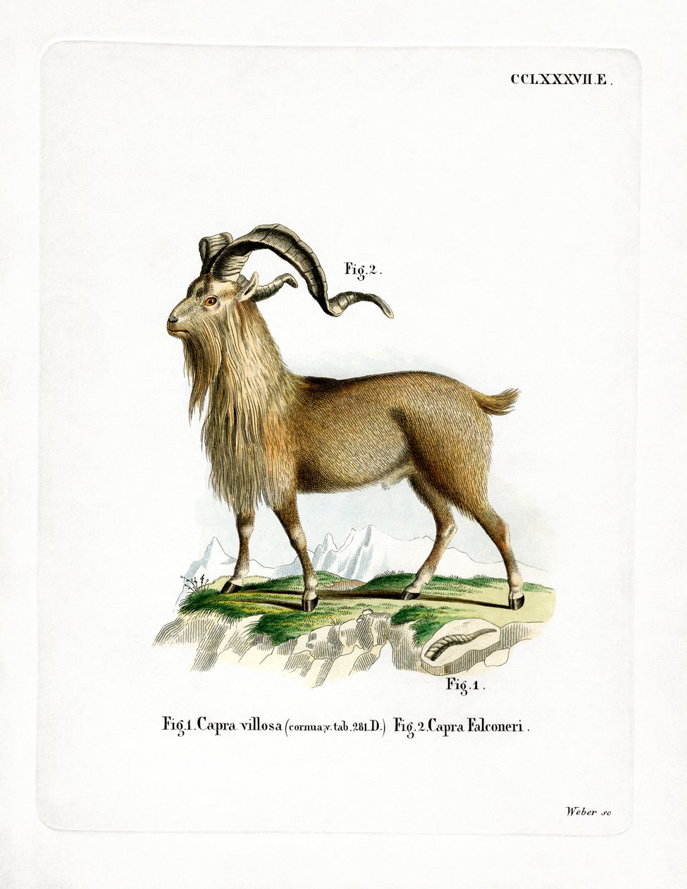 Markhor (farvet gravering) af German School