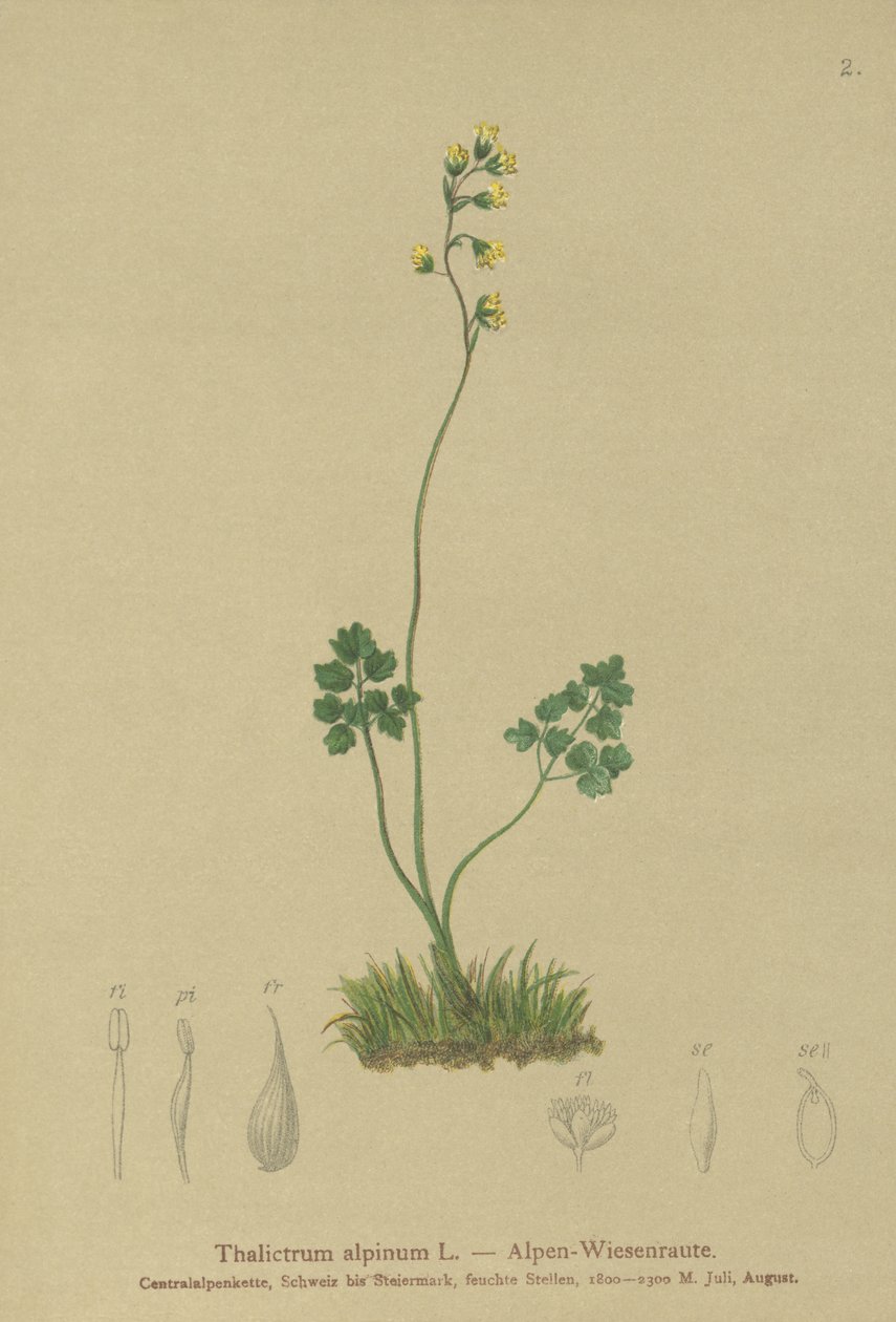 Almindelig røn (Thalictrum alpinum) af German School