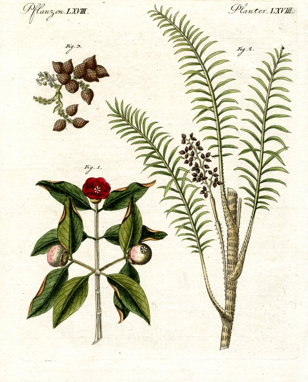 Medicinske planter af German School