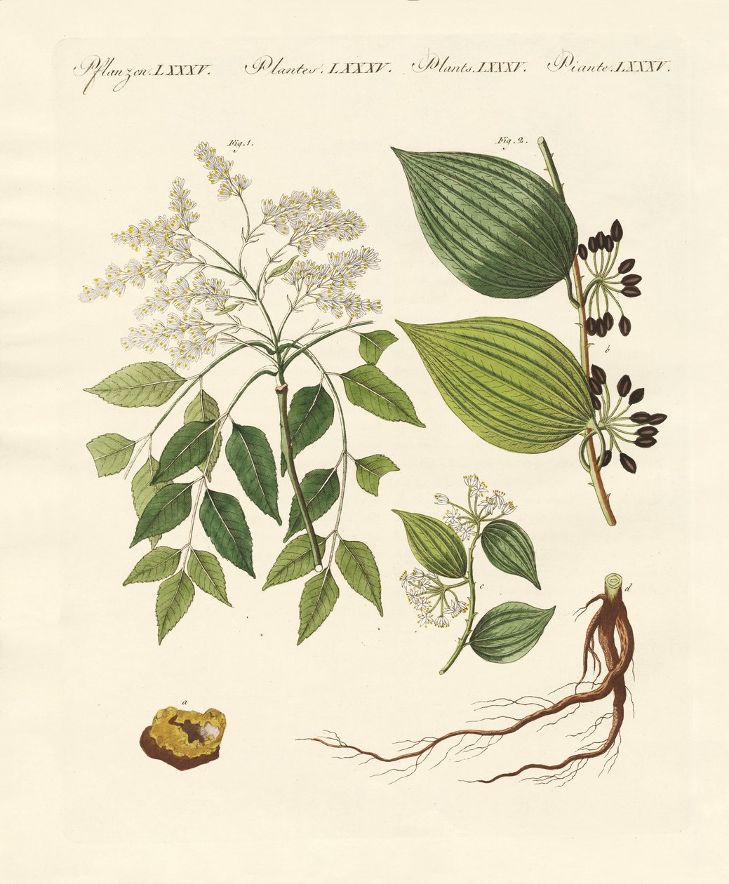 Medicinske planter af German School