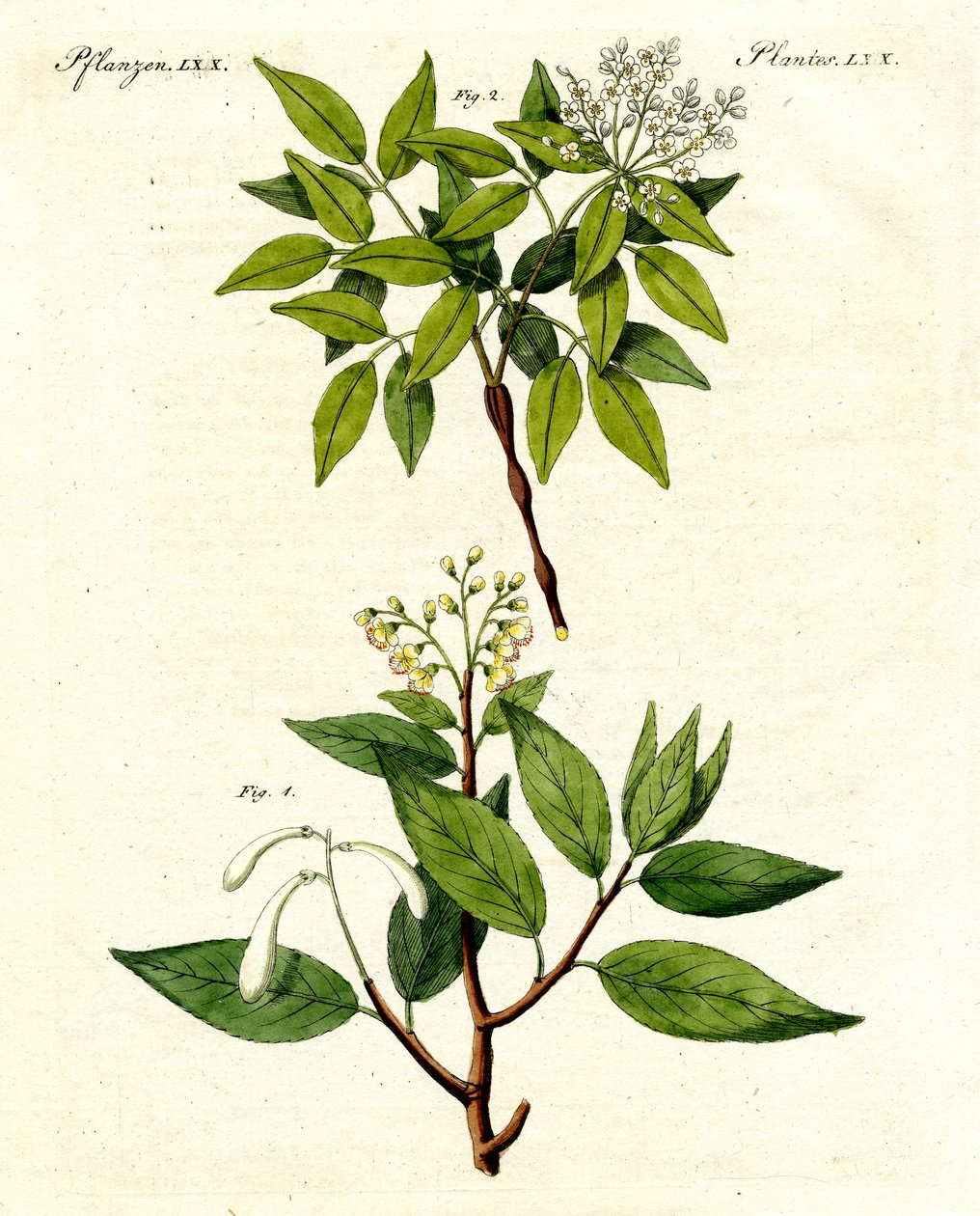 Medicinske planter af German School