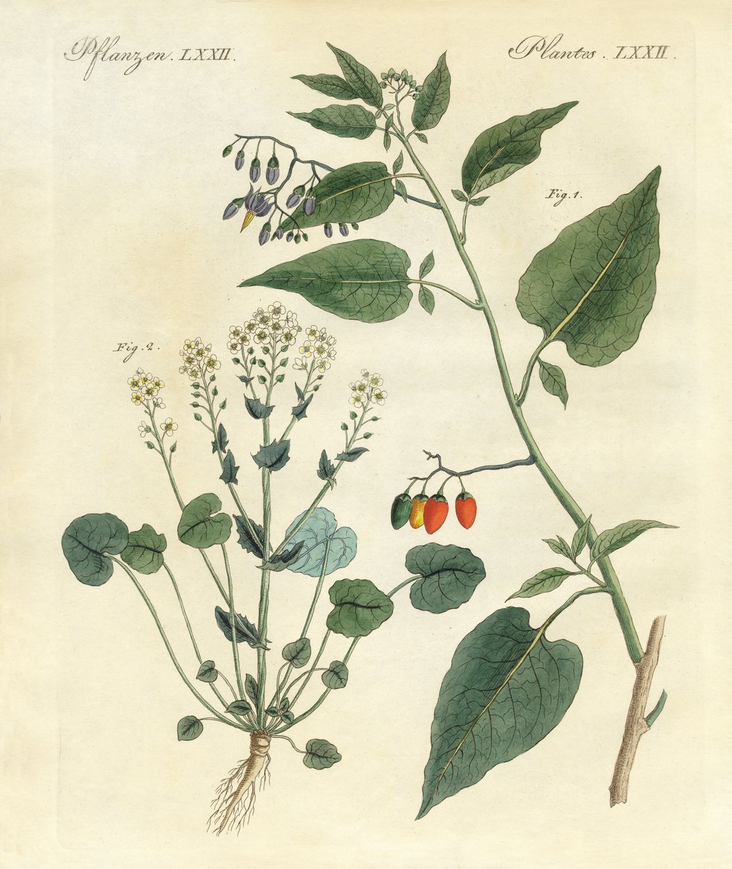 Medicinske planter af German School