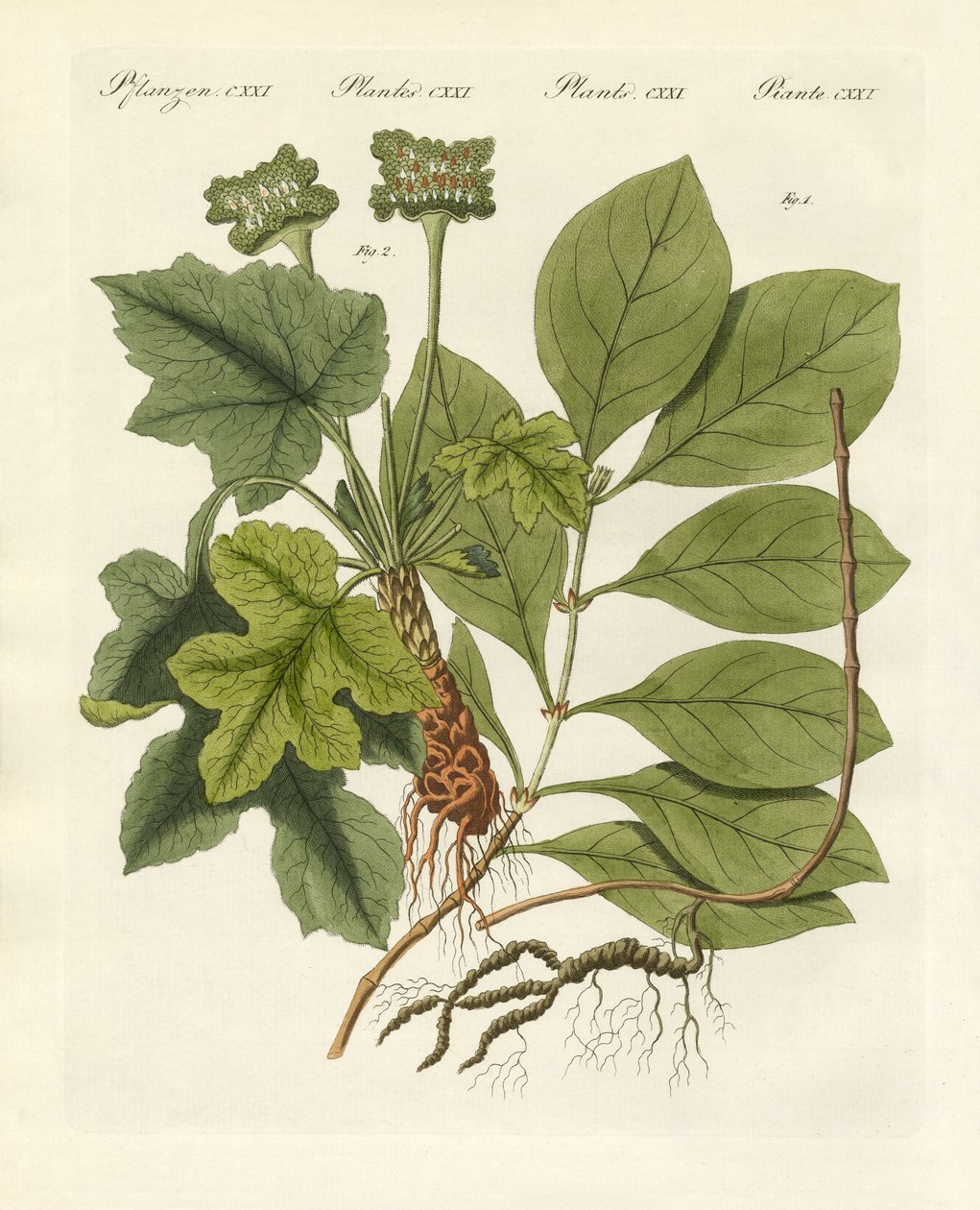 Medicinske planter af German School