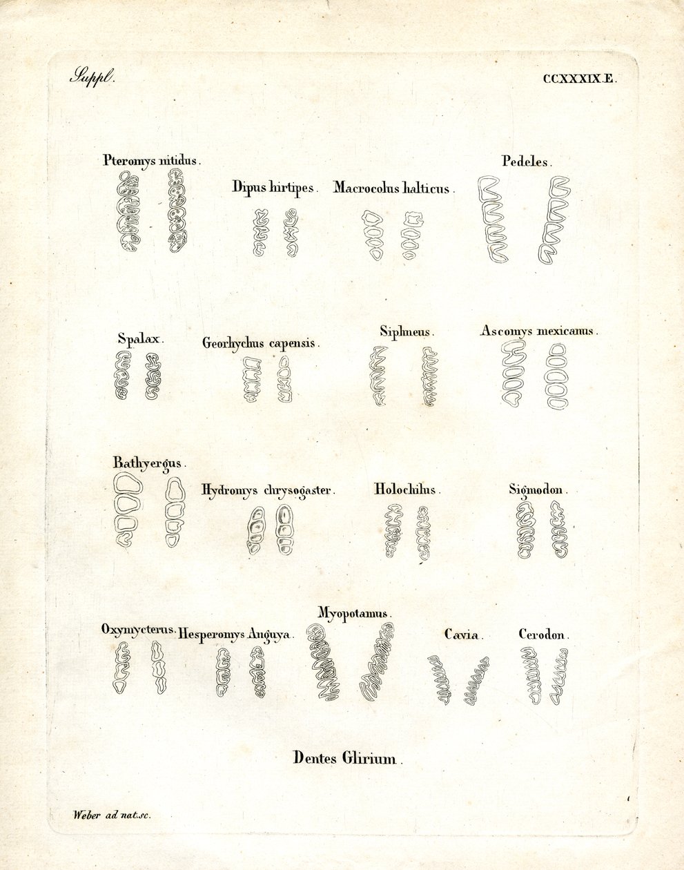Kindtænder (farvet gravering) af German School
