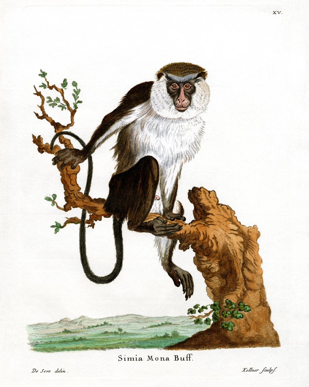 Mona Monkey (farvet gravering) af German School