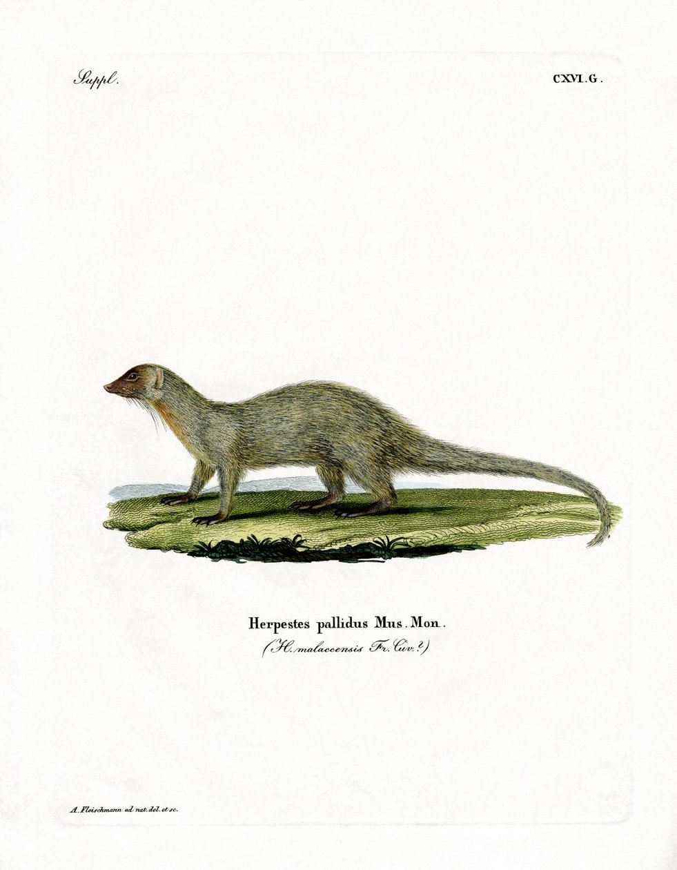 Mongoose (farvet gravering) af German School
