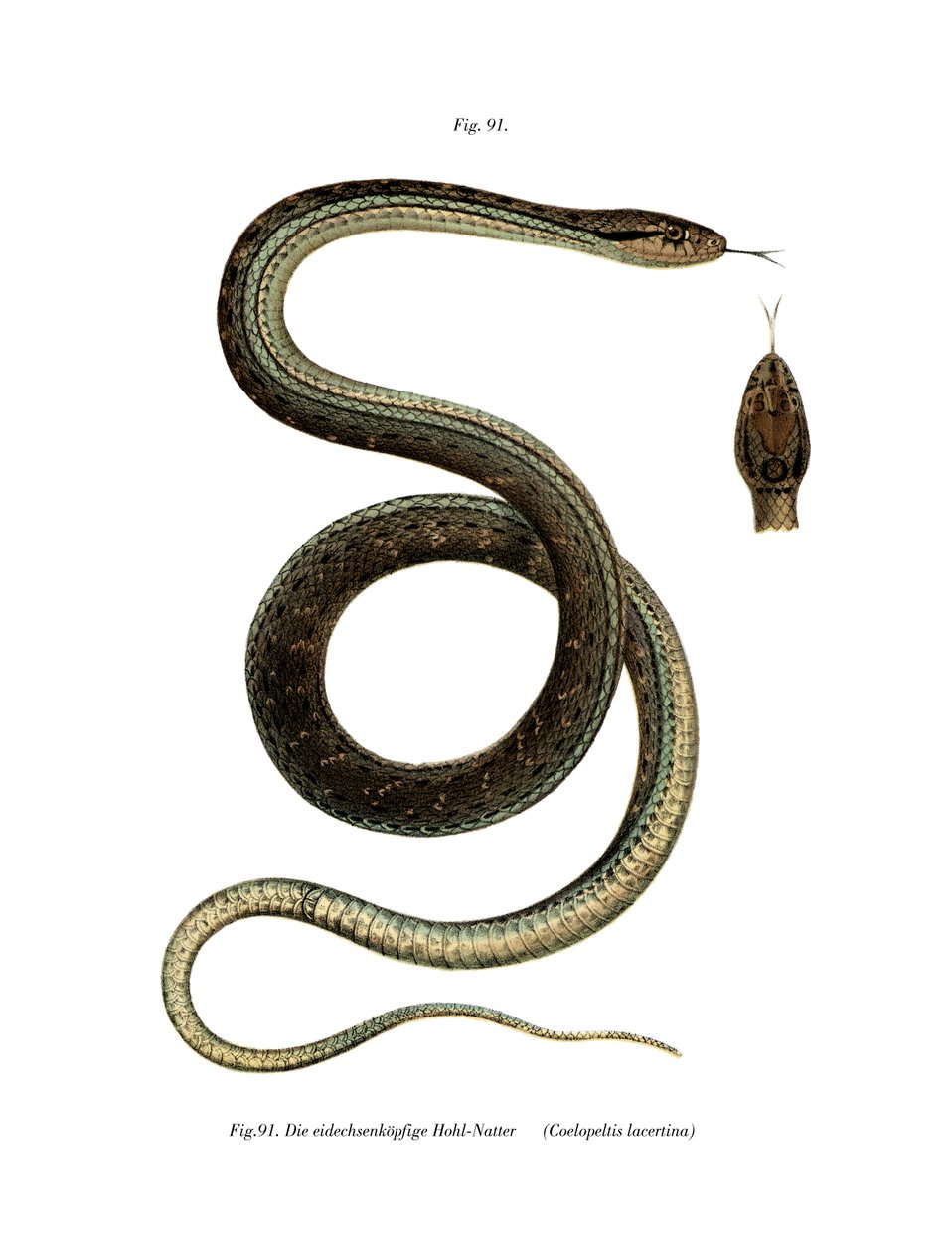 Montpellier Snake (farve litho) af German School