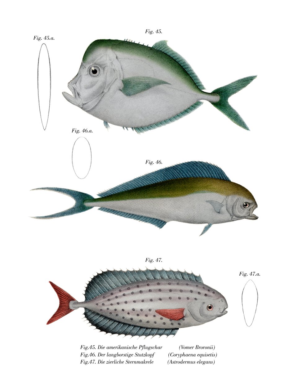 Månefisk (farve litho) af German School