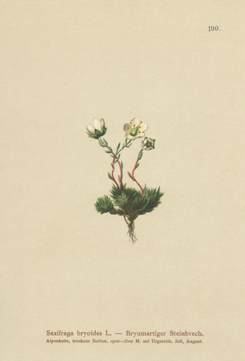 Moset Saxifrage (Saxifraga bryoides) af German School