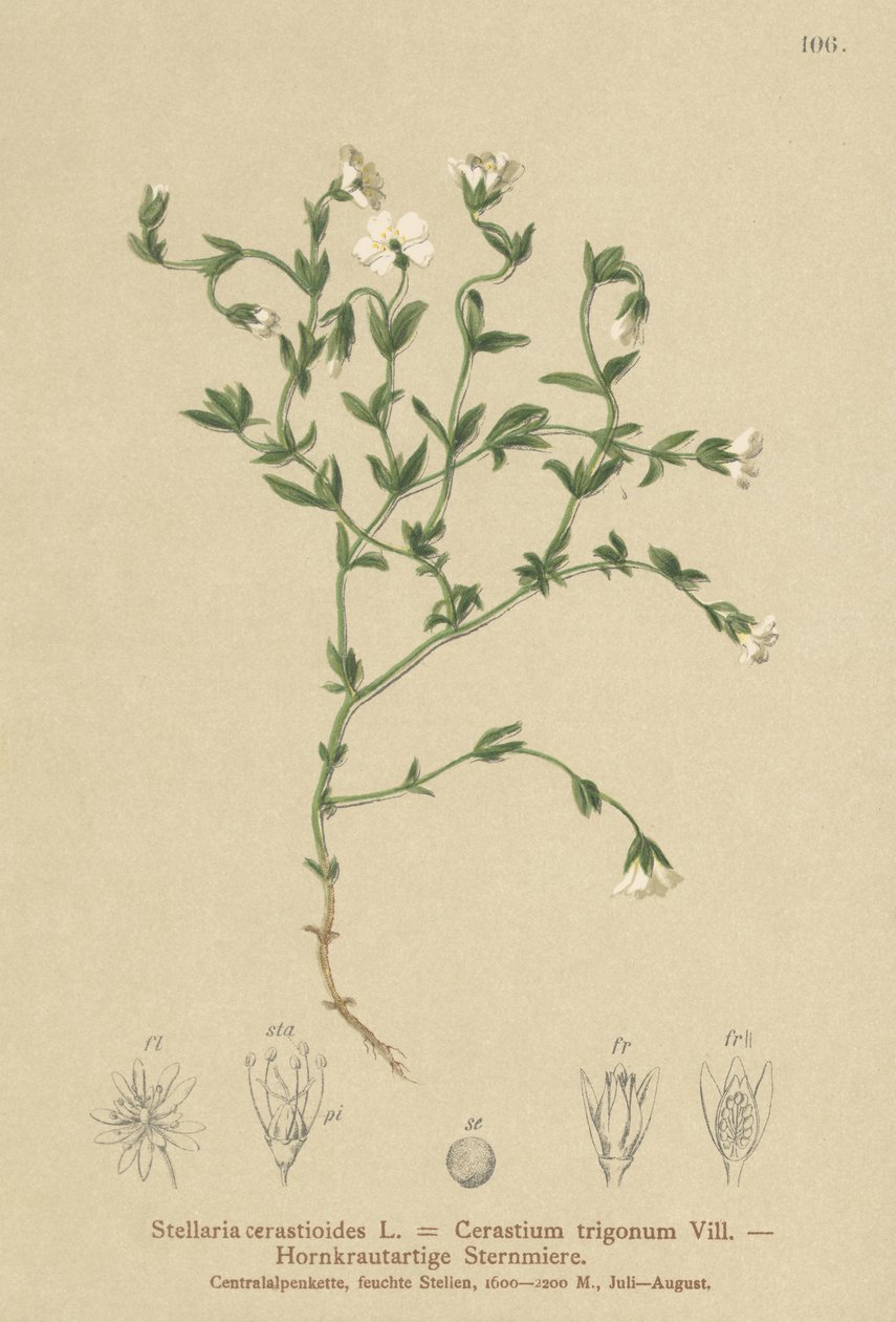 Bjerg-Kirsebærurt (Stellaria cerastioides, Cerastium trigonum) af German School