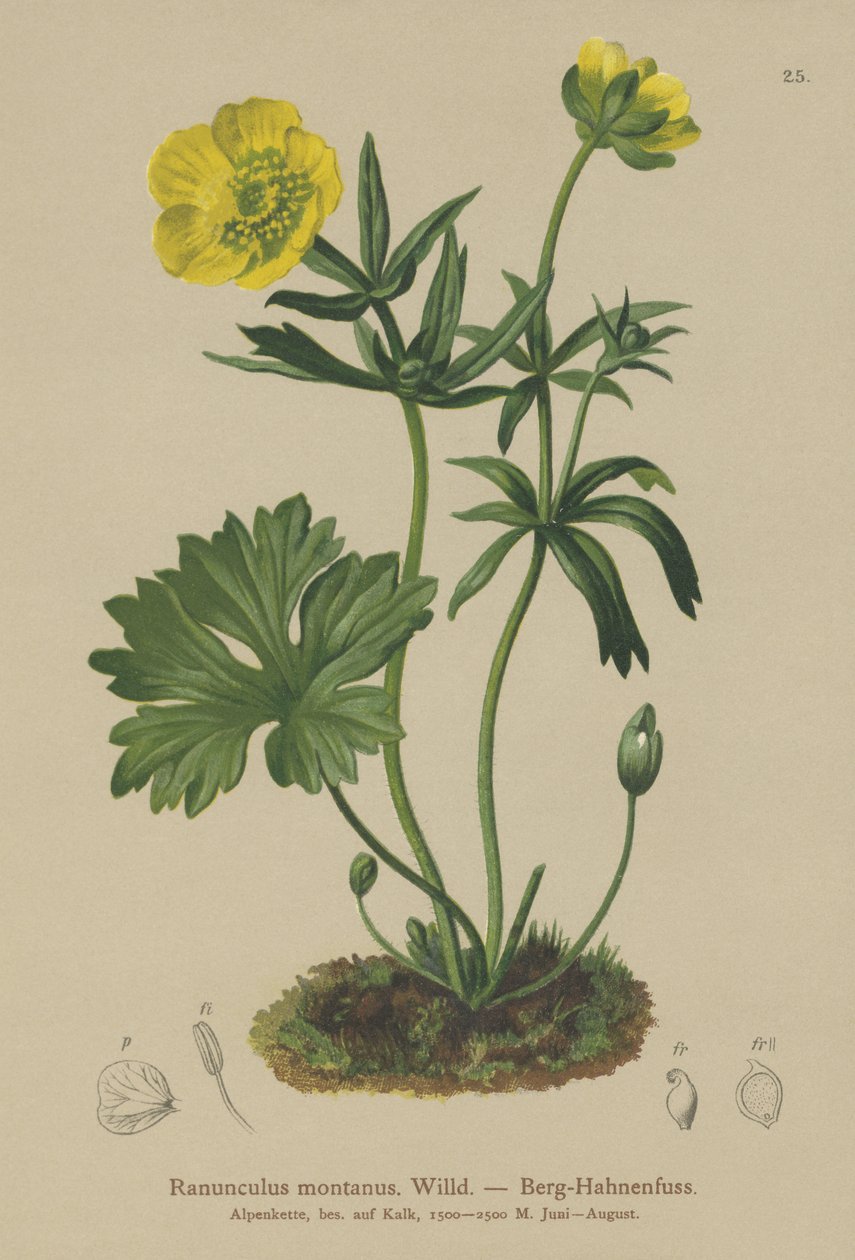 Bjerg-Kræppe (Ranunculus montanus) af German School
