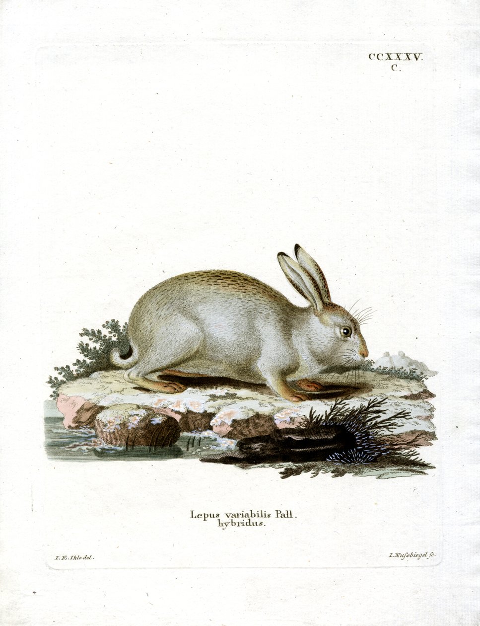 Mountain Hare (farvet gravering) af German School