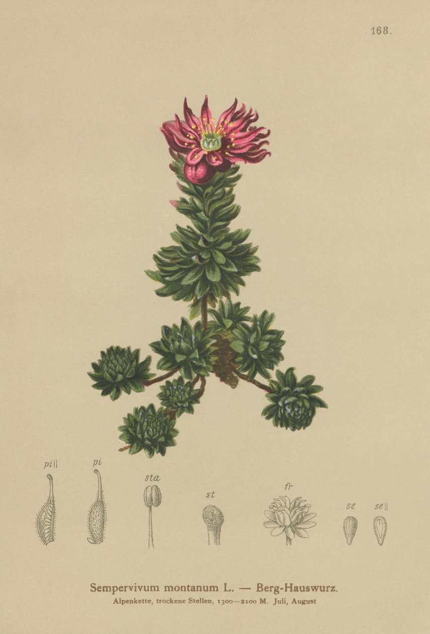 Bjerg-husløg (Sempervivum montanum) af German School
