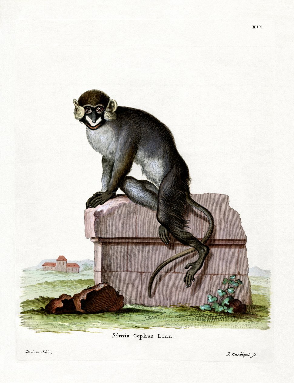 Moustached Guenon (farvet gravering) af German School