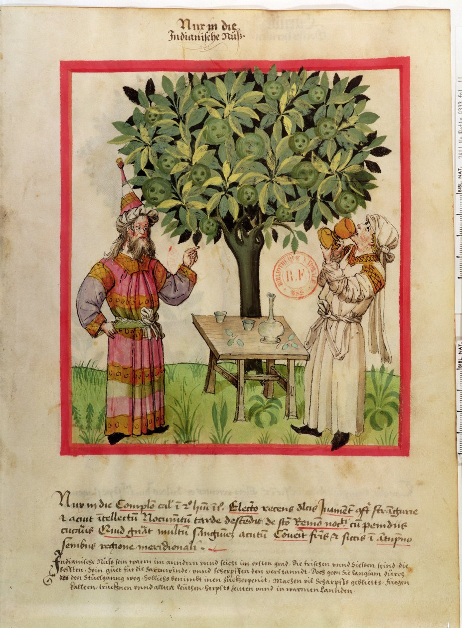 Ms.Lat.9333 fol.11 Harvesting Muskatnød, fra Tacuinum Sanitatis af German School