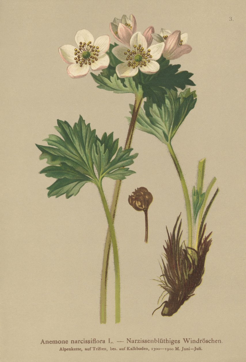 Narcissus-blomstrende Anemone (Anemone narcissiflora) af German School