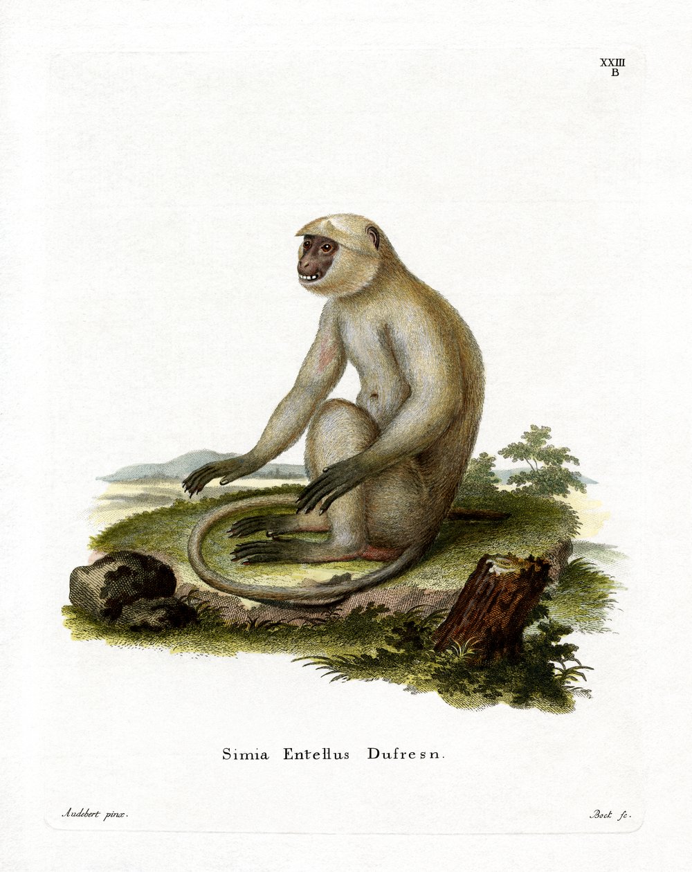 Northern Plains Grey Langur (farvet gravering) af German School