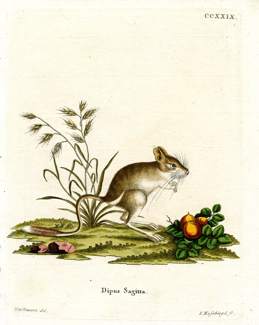 Northern Three-toed Jerboa (farvet gravering) af German School