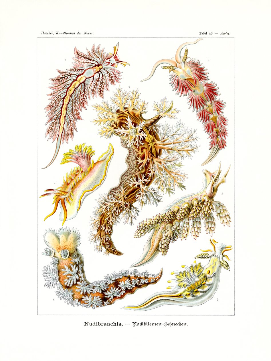 Nudibranchia, 1899-1904 af German School