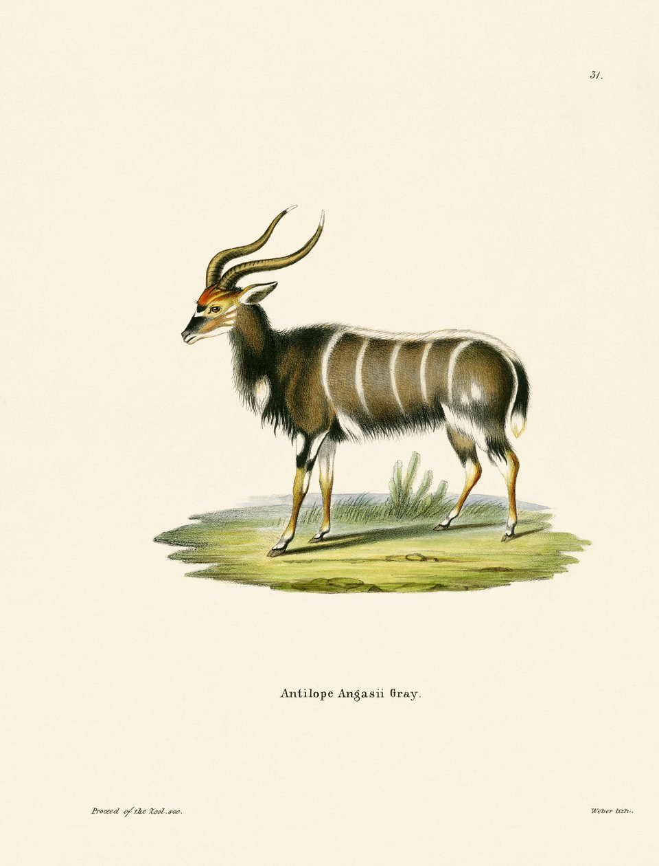 Nyala af German School