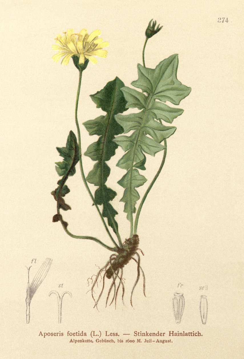 Salat af lugtende svin (Aposeris foetida) af German School
