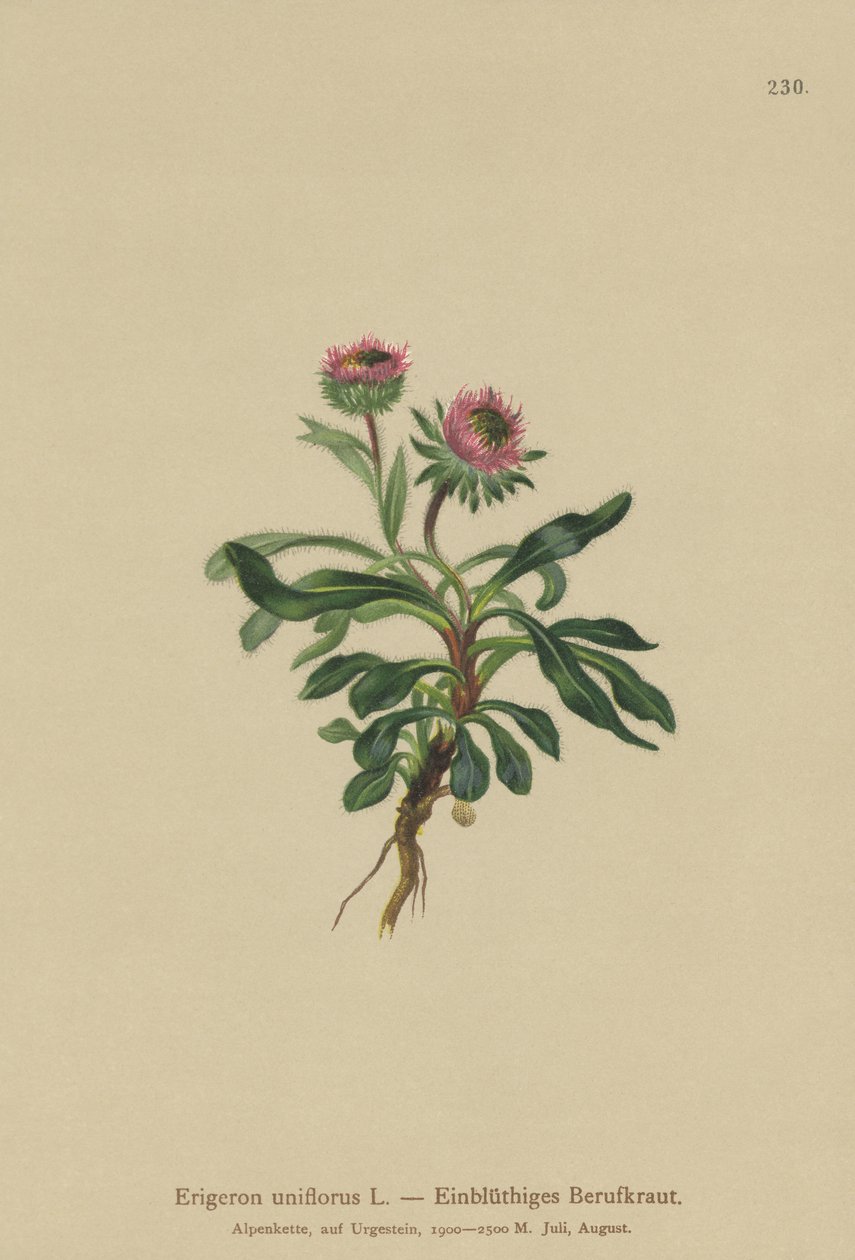 Oneflower Fleabane (Erigeron uniflorus) af German School