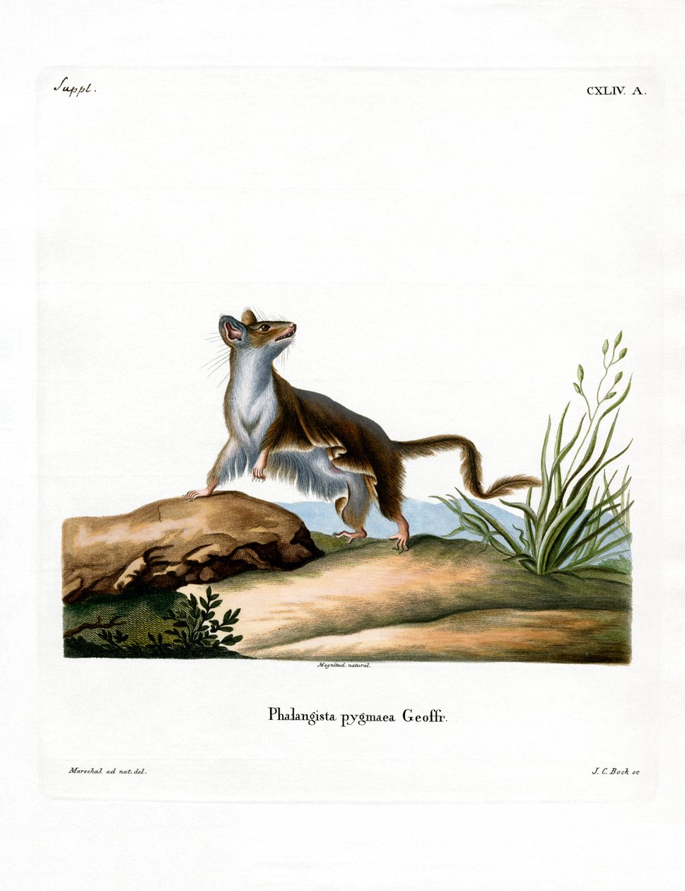 Opossum Mouse (farvet gravering) af German School