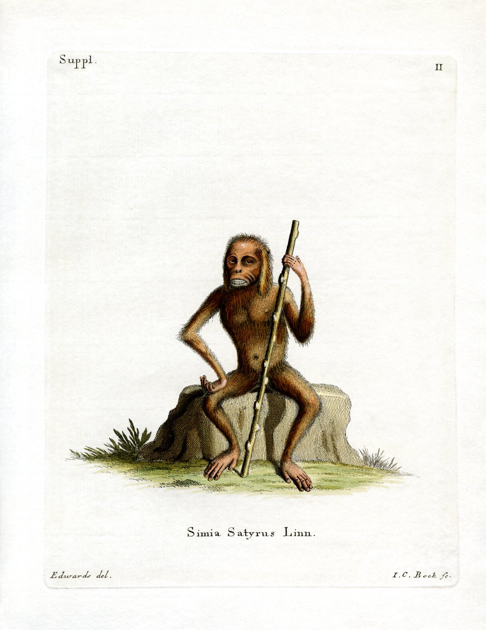 Orang-Outang (farvet gravering) af German School