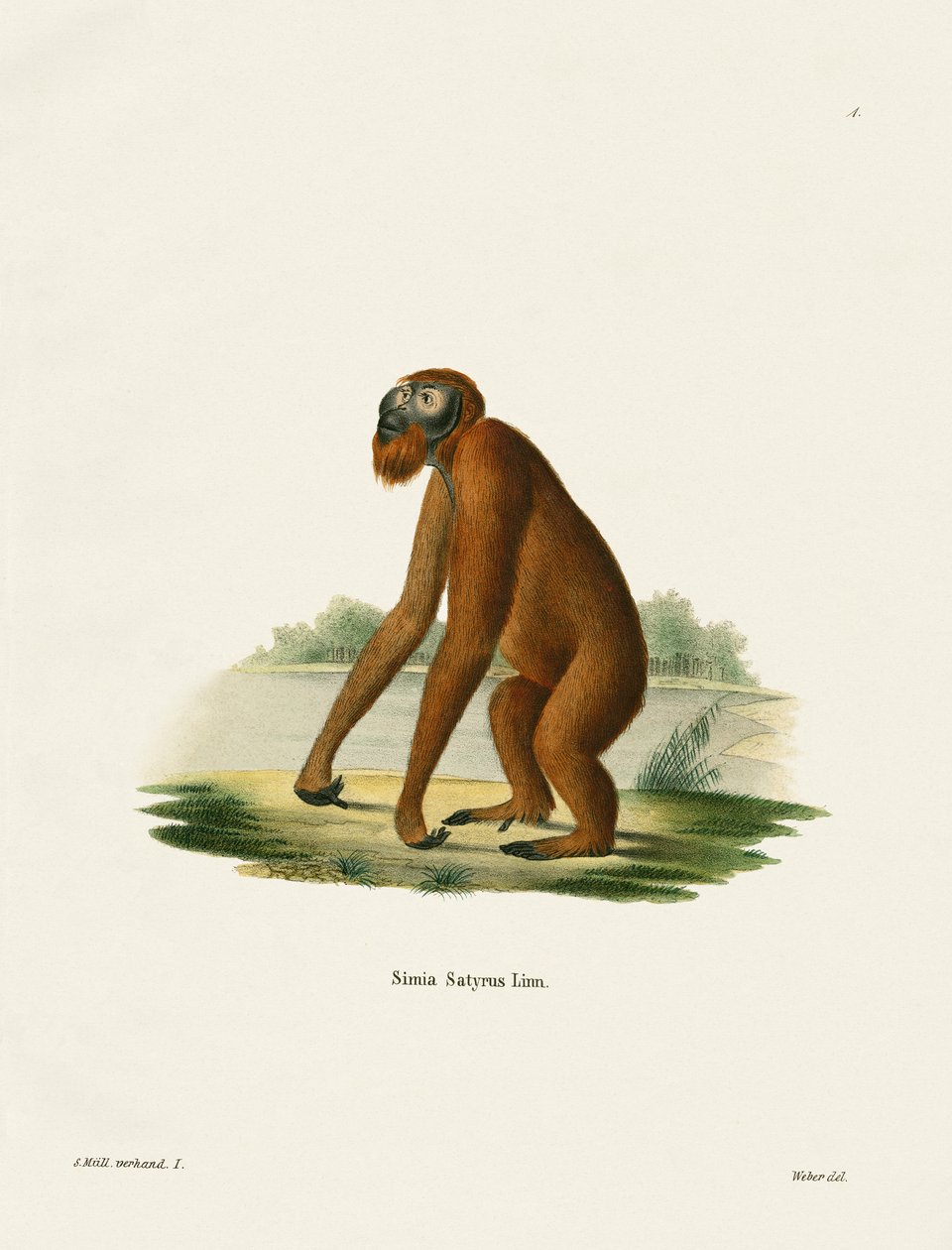 Orang-Outang (farvet gravering) af German School