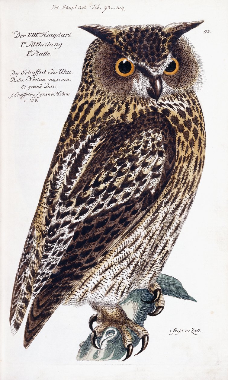 Owl, 1733-1763dani af German School