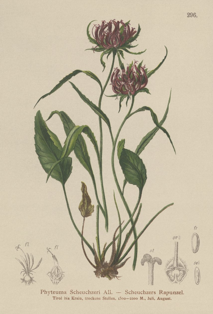 Oxford Rampion (Phyteuma Scheuchzeri) af German School