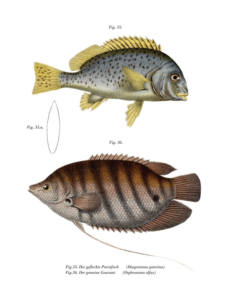 Malede Sweetlips (farve litho) af German School