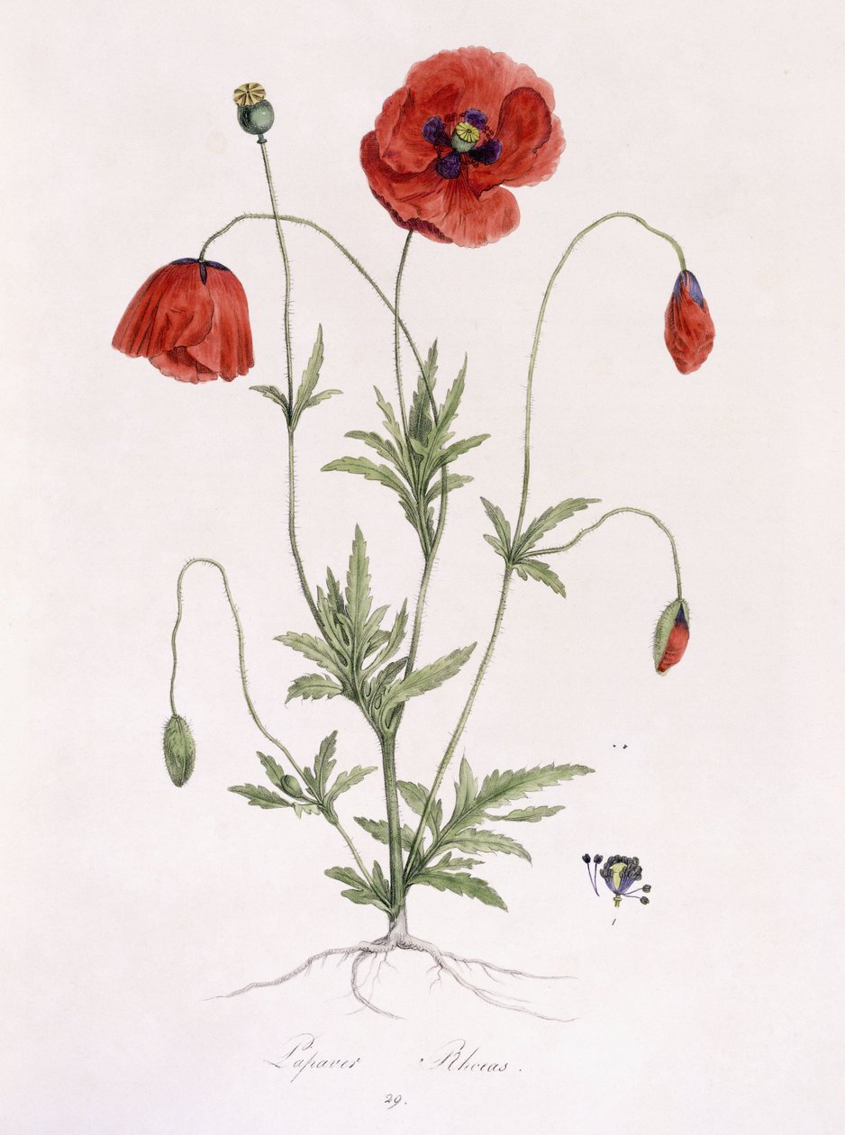 Papaver Rhoeas af German School