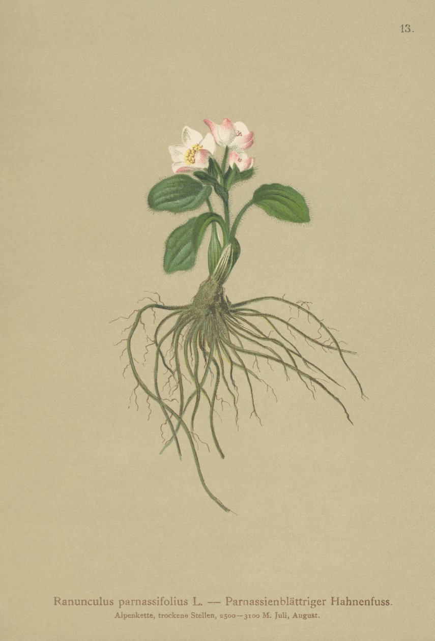 Parnassia-bladet Kragefod (Ranunculus parnassifolius) af German School