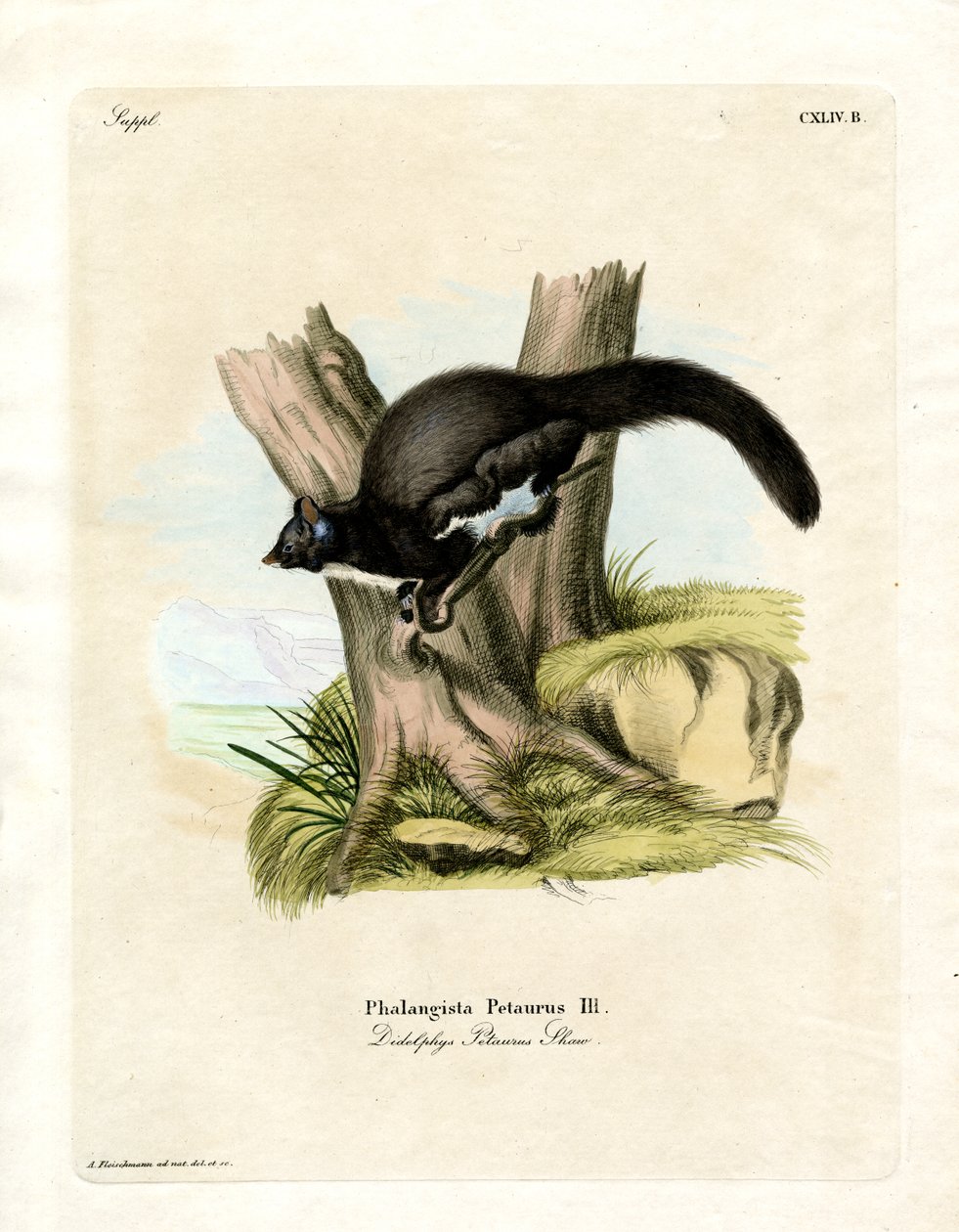 Petaurine Opossum (farvet gravering) af German School