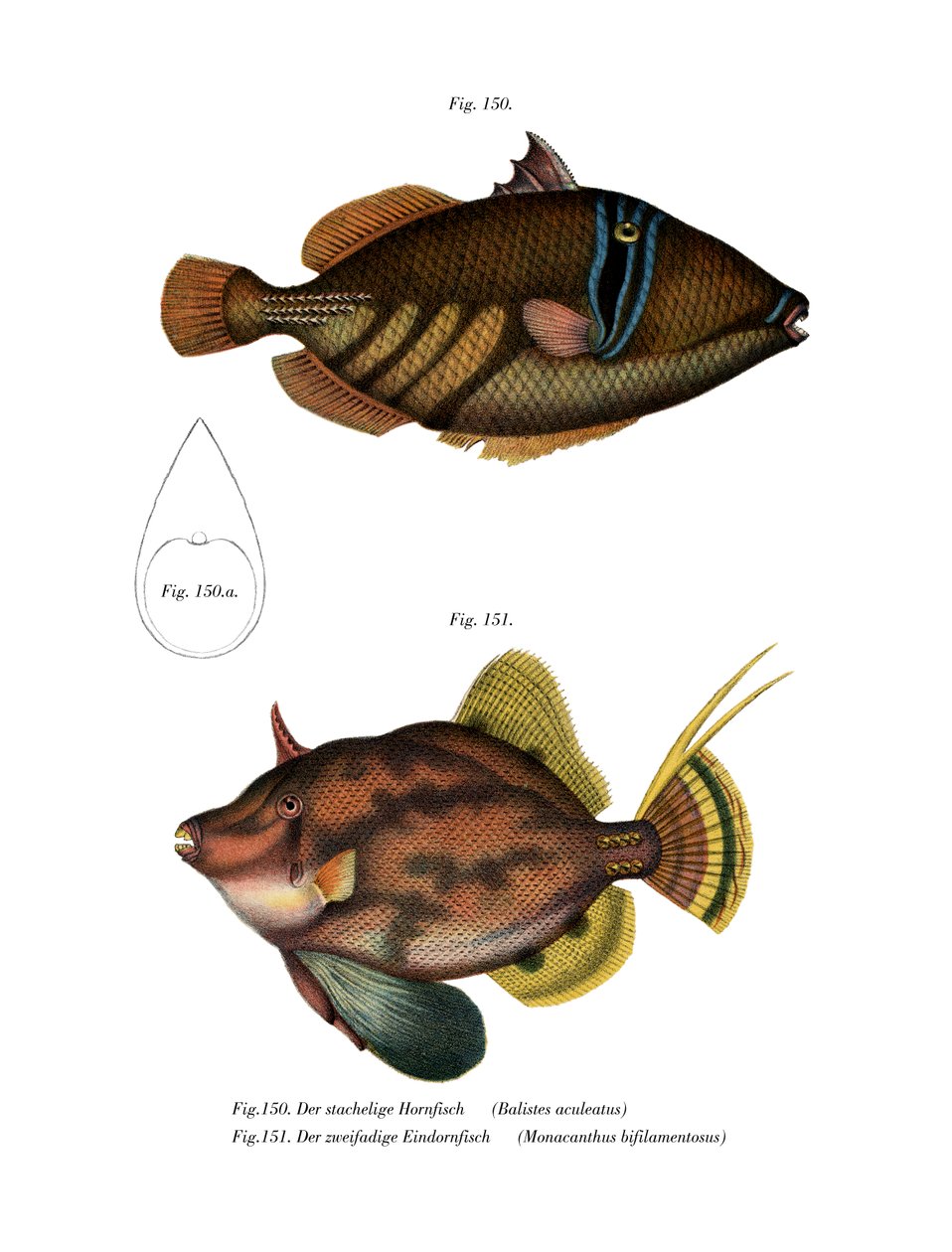 Picasso fisk (farve litho) af German School