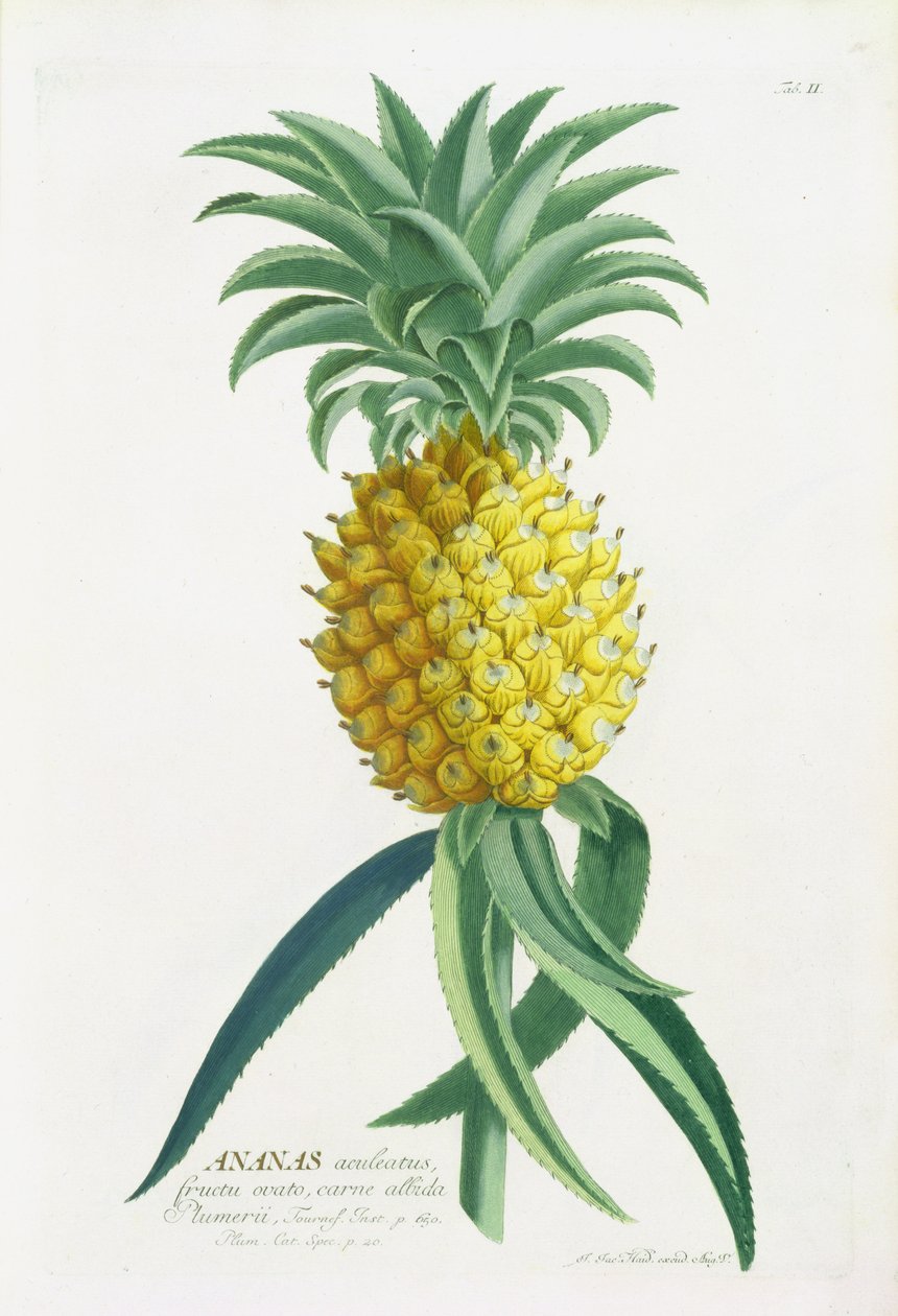 Ananas graveret af Johann Jakob Haid (1704-67) af German School