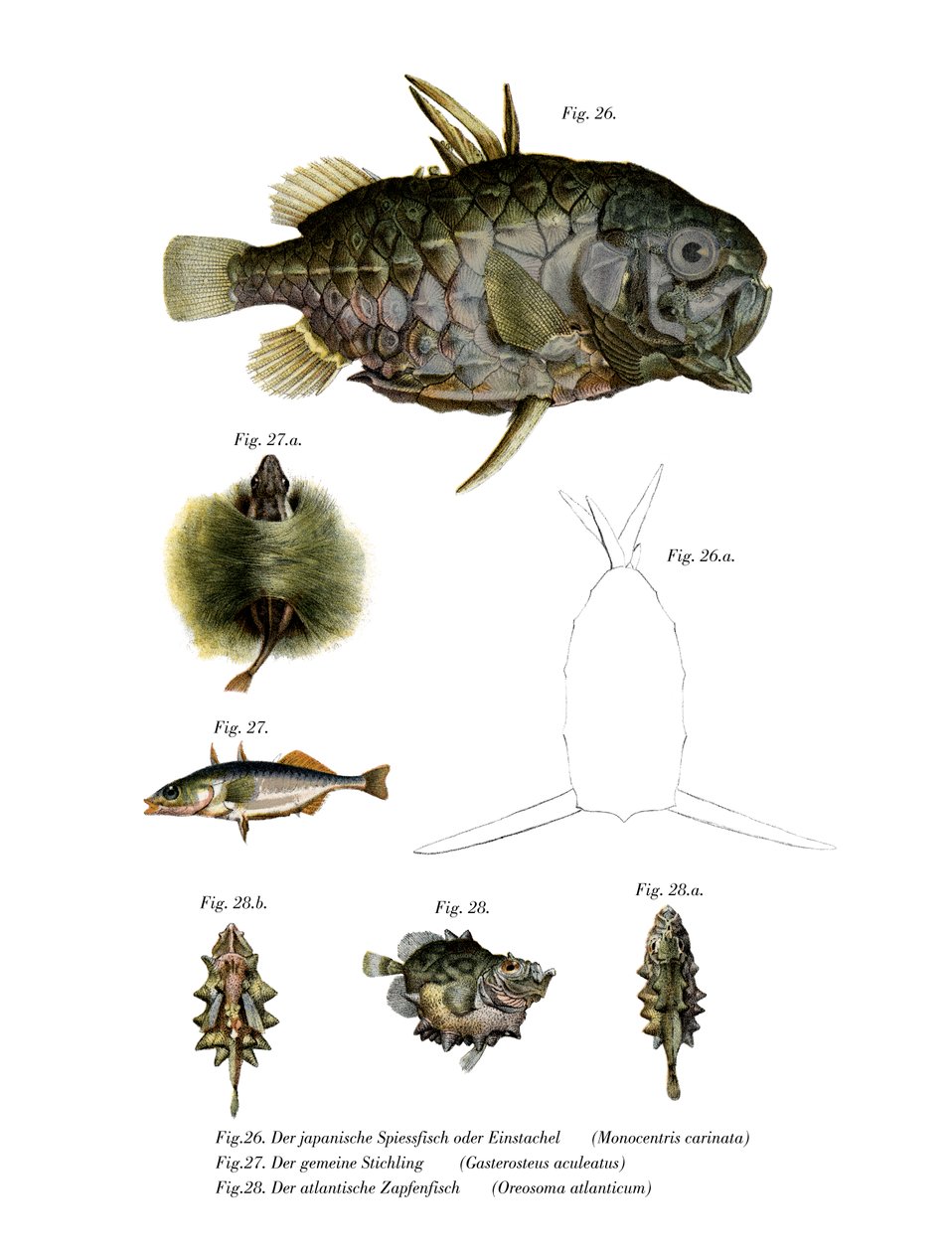 Pineconefish (farve litho) af German School