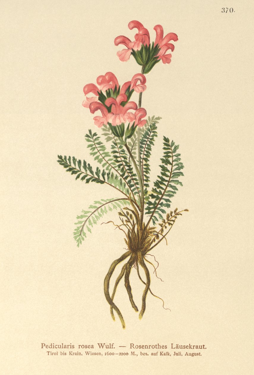 Lyserød Lusewort (Pedicularis rosea) af German School
