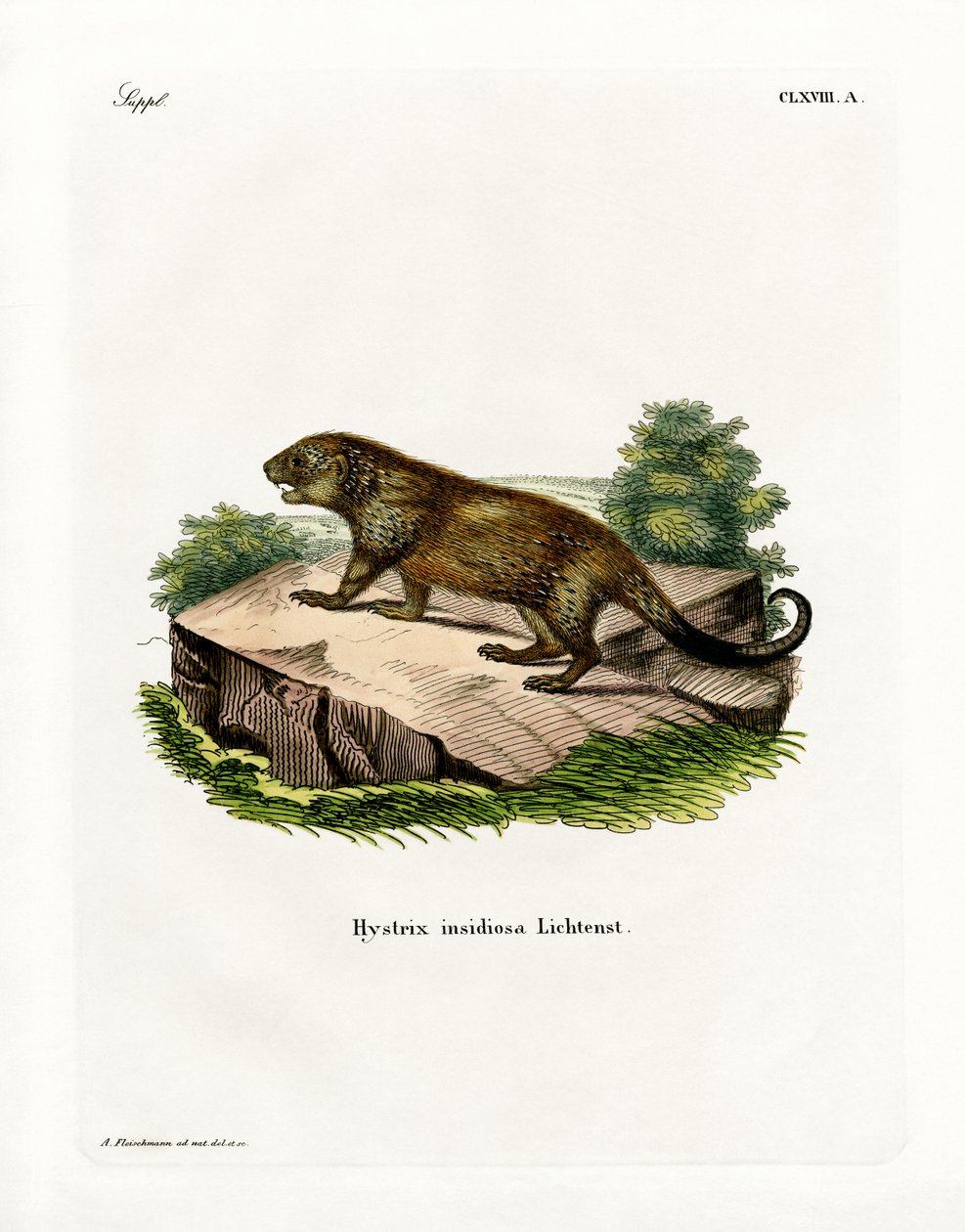 Porcupine (farvet gravering) af German School
