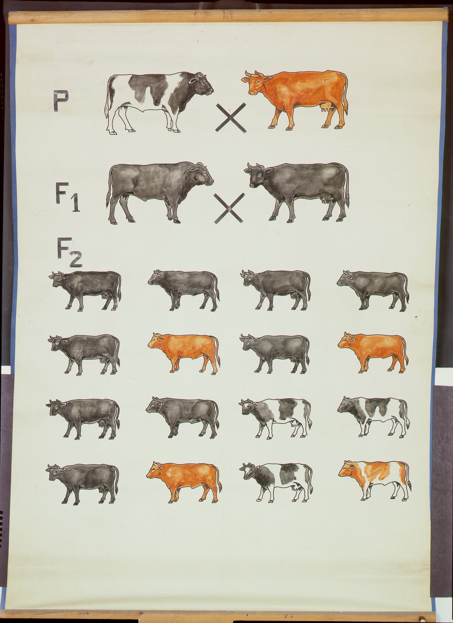 Plakat, der demonstrerer Mendels lov i kvæg af German School