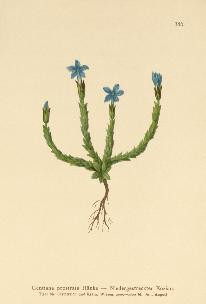 Dværg-ensian (Gentiana prostrata) af German School