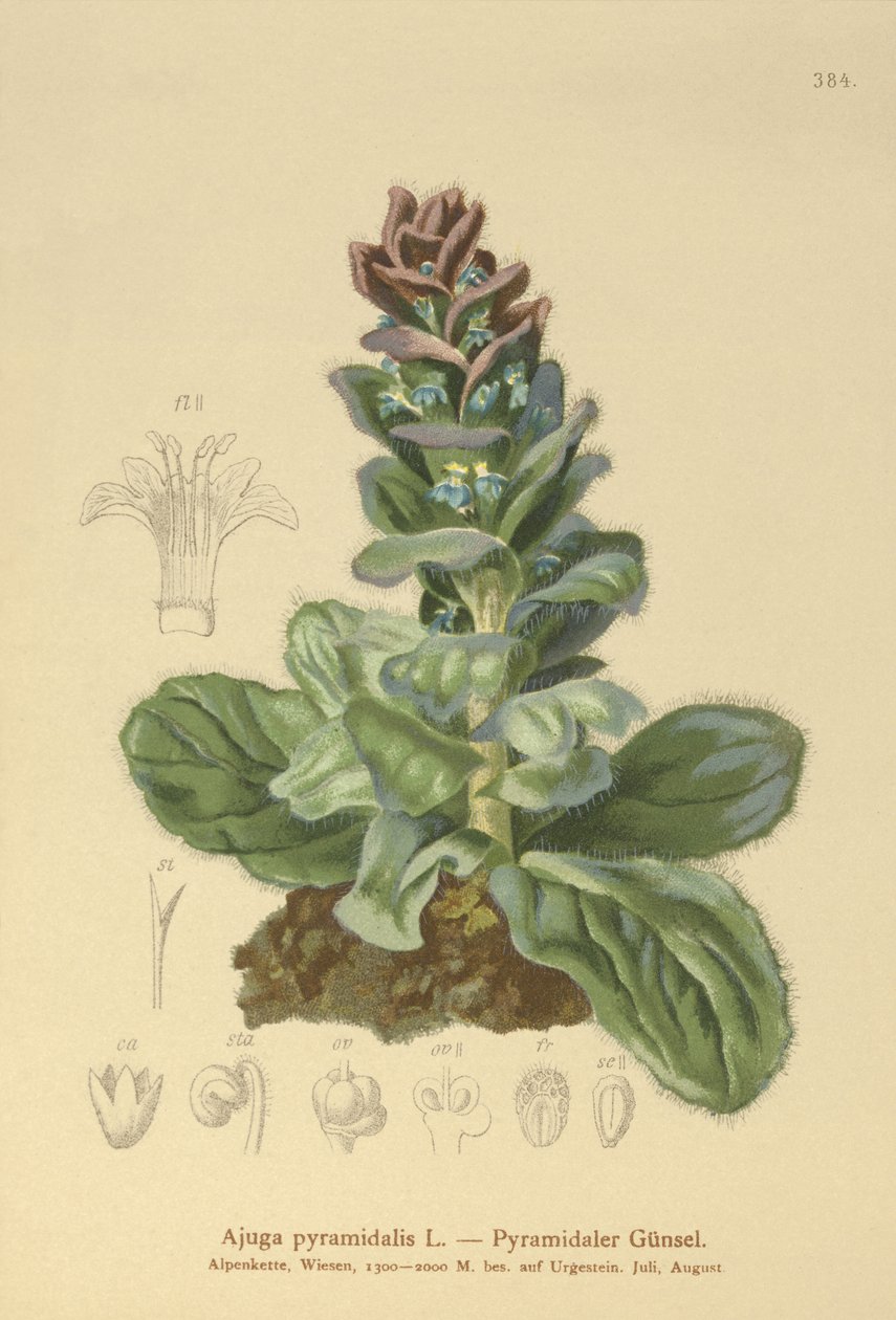 Pyramidal Bugle (Ajuga pyramidalis) af German School