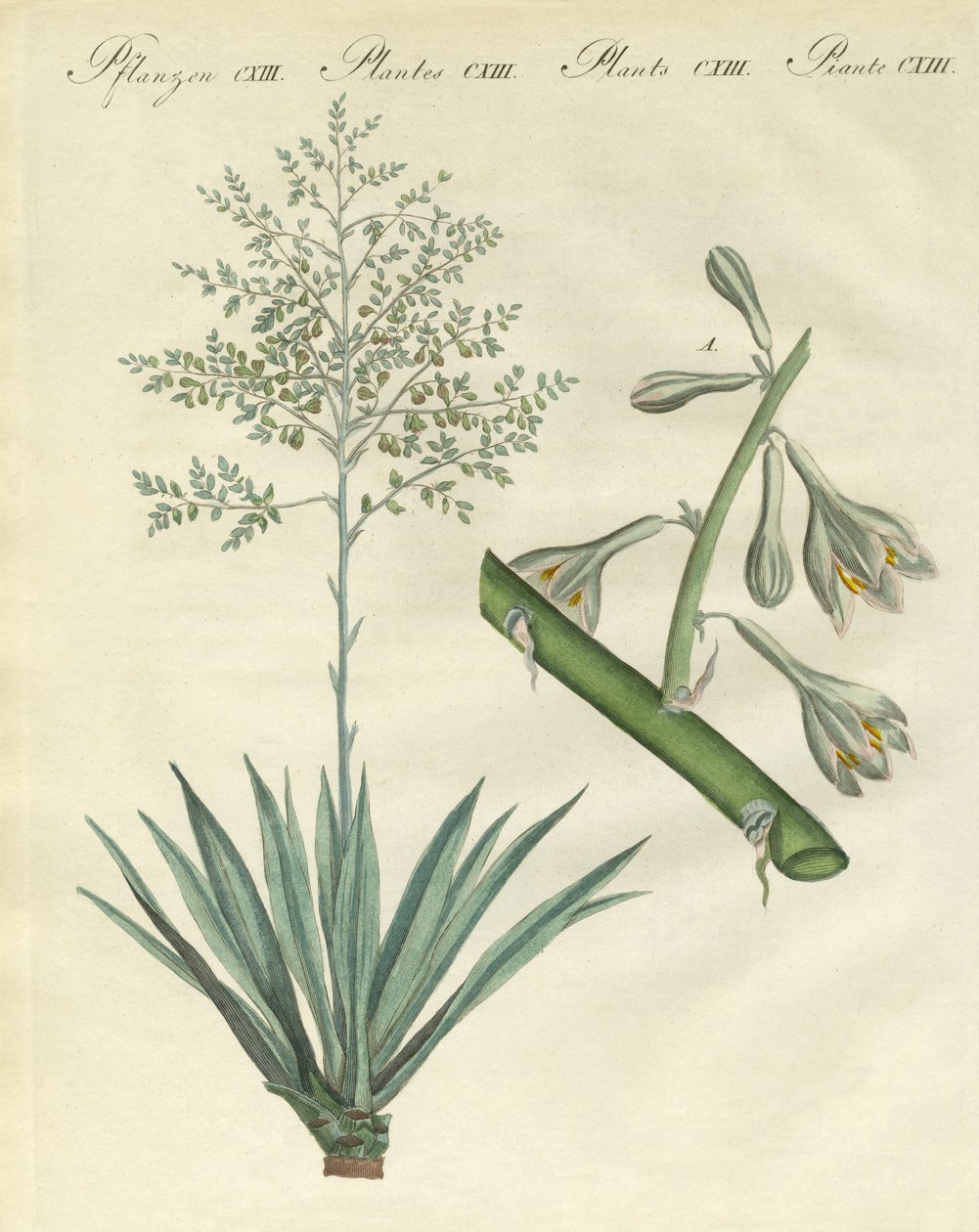 Sjældne fremmede planter (farvet gravering) af German School