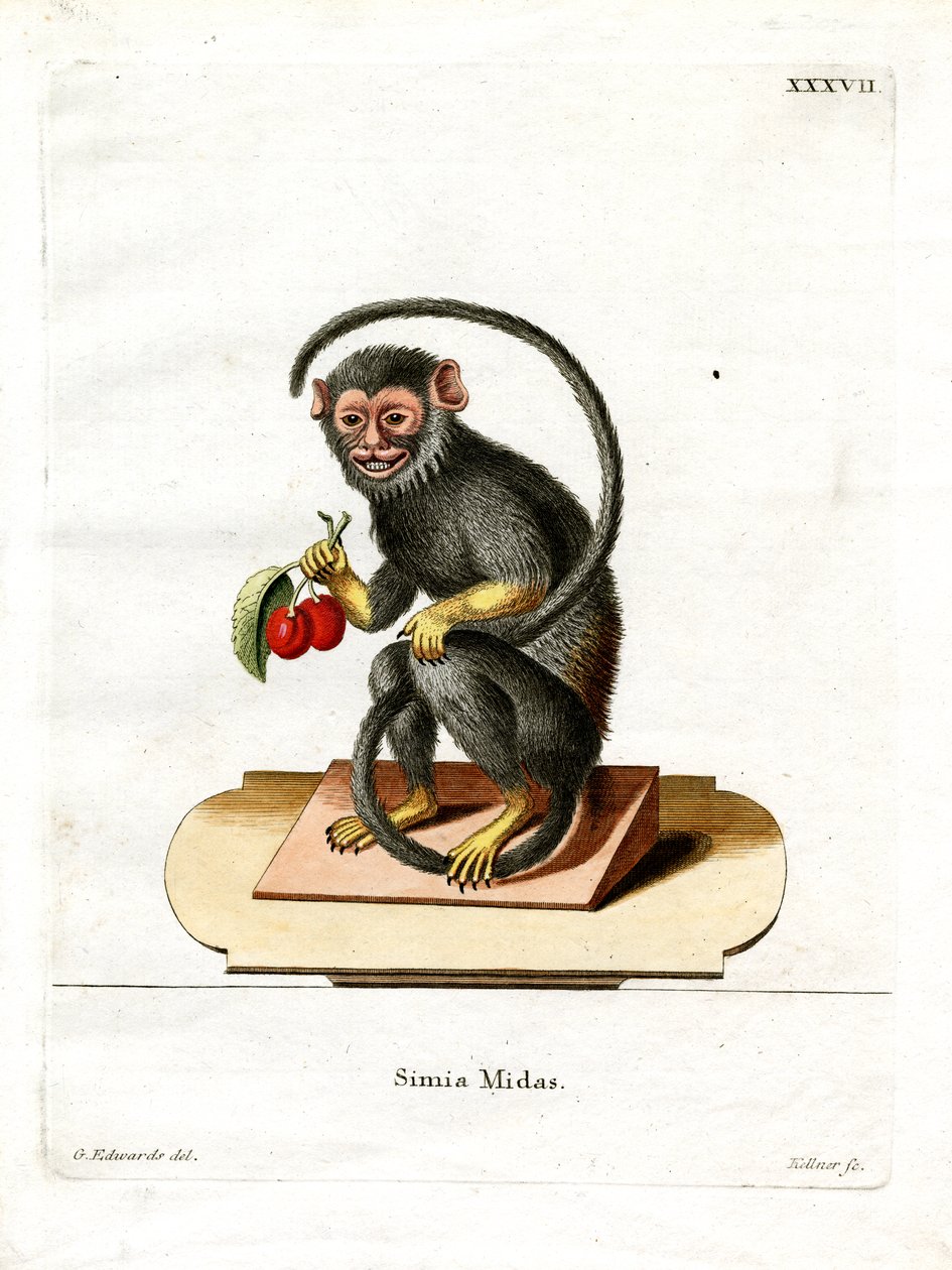 Red-handed Tamarin (farvet gravering) af German School