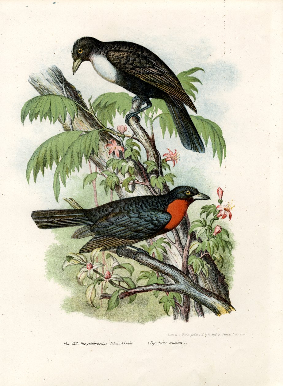 Rødfrugt Frugtkrage, 1864 af German School