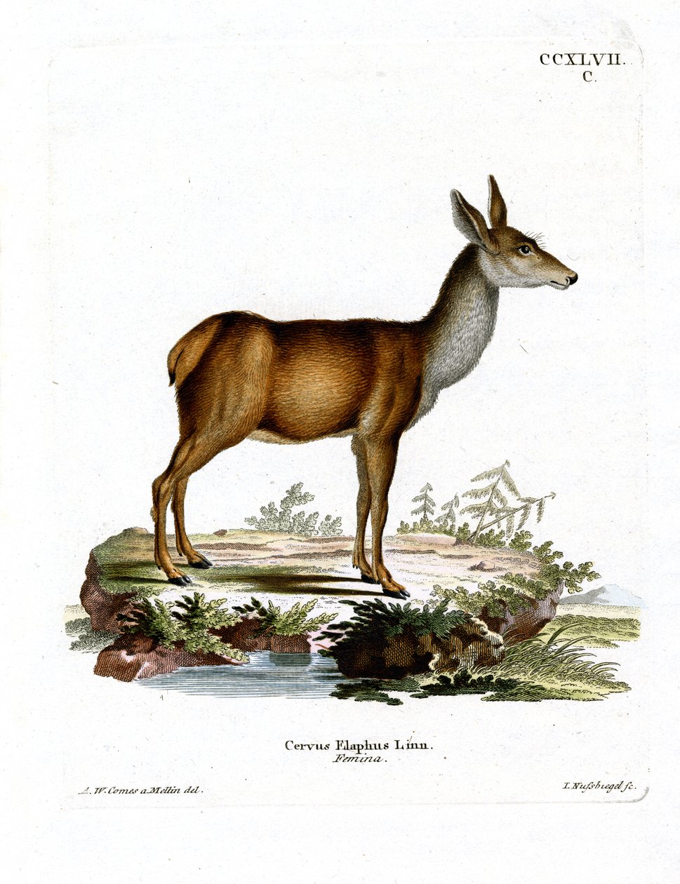 Rødhjort (farvet gravering) af German School